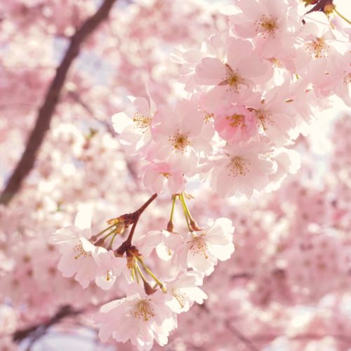 Koyo Sakura Yuki - Meaning The Beauty of Nature